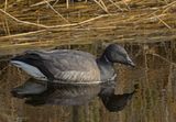 Rotgans met  vogelgriep, influenza, bird flu, H5N1