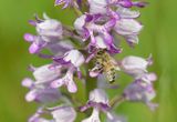 Bij met pollinia