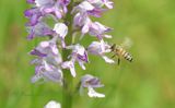 Bij met pollinia