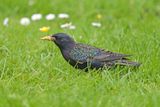 Spreeuw, 1 van de meest ondergewaardeerde vogels in europa.