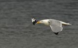 Zilvermeeuw waddenzee