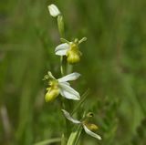 Bijenorchis var. flavescens 
