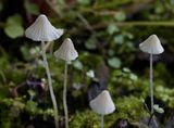 Gipsmycena (hemimycena)