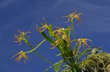 Thrixpermum centipeda
