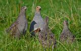Patrijshen met 3 jongen