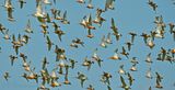 Rosse Grutto,  Limosa lapponica