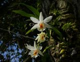 Dendrobium christianum