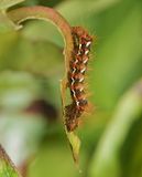 Zuringuil rups