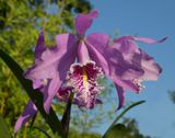 Cattleya maxima