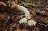 Grote stinkzwam met duivelseieren