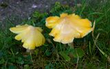 Spitse wasplaat, Hygrocybe subglobispora, zeer zeldzaam