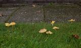 Hygrocybe subglobispora