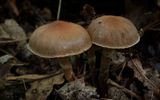 Witgeringde gordijnzwam 