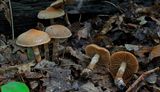 Witgeringde gordijnzwam 
