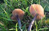 Entoloma dichroum