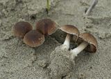 Duinfranjehoed, Psatherella  ammophylla