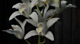 Cymbidium insigne semi alba