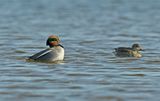 Wintertaling - balts