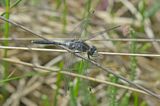 Oostelijke witsnuitlibel man ,  Leucorrhinia albifrons