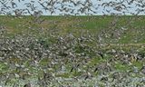Normerpolder hoogwatervluchtplaats