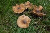 Geelbruine spleetvezelkop