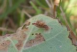 Witsprietkokermot rups