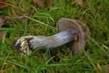 Cortinarius glaucopus