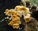 Zeer jonge gele korstzwam