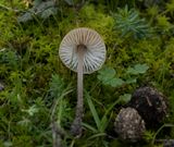 Tweesporig taaisteeltje, donzige steel