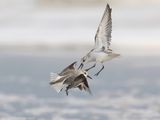 Drieteenstrandloper - Sanderling - Calidris alba