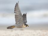 Slechtvalk - Peregrine Falcon - Falco peregrinus
