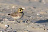 Strandleeuwerik - Shore (Horned) Lark - Eremophila alpestris