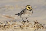 Strandleeuwerik - Shore (Horned) Lark - Eremophila alpestris