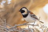 Cape Sparrow - Kaapse Mus - Passer melanurus