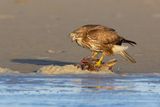 Buizerd - Common Buzzard - Buteo buteo
