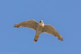 Red-necked Falcon - Roodkopsmelleken - Falco chicquera