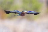 Lilac-breasted Roller - Vorkstaartscharrelaar - Coracias caudatus