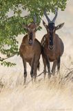 Red Hartebeest - Kaaps Hartebeest - Alcelaphus buselaphus caama