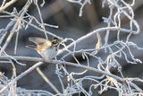 Rustic Bunting - Bosgors - Emberiza rustica