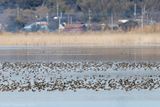 Baikal Teal - Siberische Taling - Sibirionetta formosa