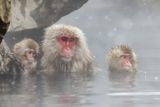 Japanese Macaque - Japanse Makaak - Macaca fuscata	