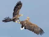 White-tailed Eagle - Zeearend - Haliaeetus albicilla