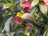 Warbling White-eye - Zangbrilvogel - Zosterops japonicus