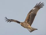 Black-eared Kite - Oostelijke Zwarte Wouw - Milvus migrans lineatus
