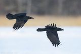 Large-billed Crow - Dikbekkraai - Corvus macrorhynchos