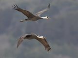 Hooded Crane - Monnikskraanvogel - Grus monacha