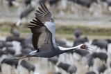 White-naped Crane - Witnekkraanvogel - Antigone vipio