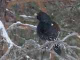 Auerhoen - Western Capercaillie - Tetrao urogallus	