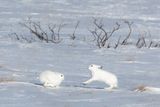 Sneeuwhaas - Mountain Hare - Lepus timidus