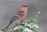 Haakbek - Pine Grosbeak - Pinicola enucleator